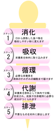 基本の5ステップ